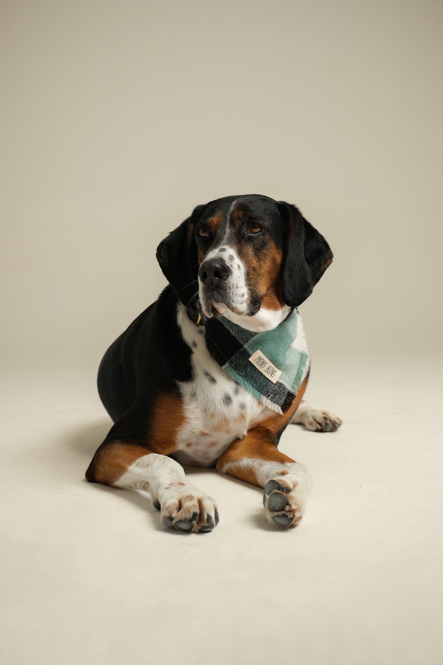 Luna's Pet Bandana