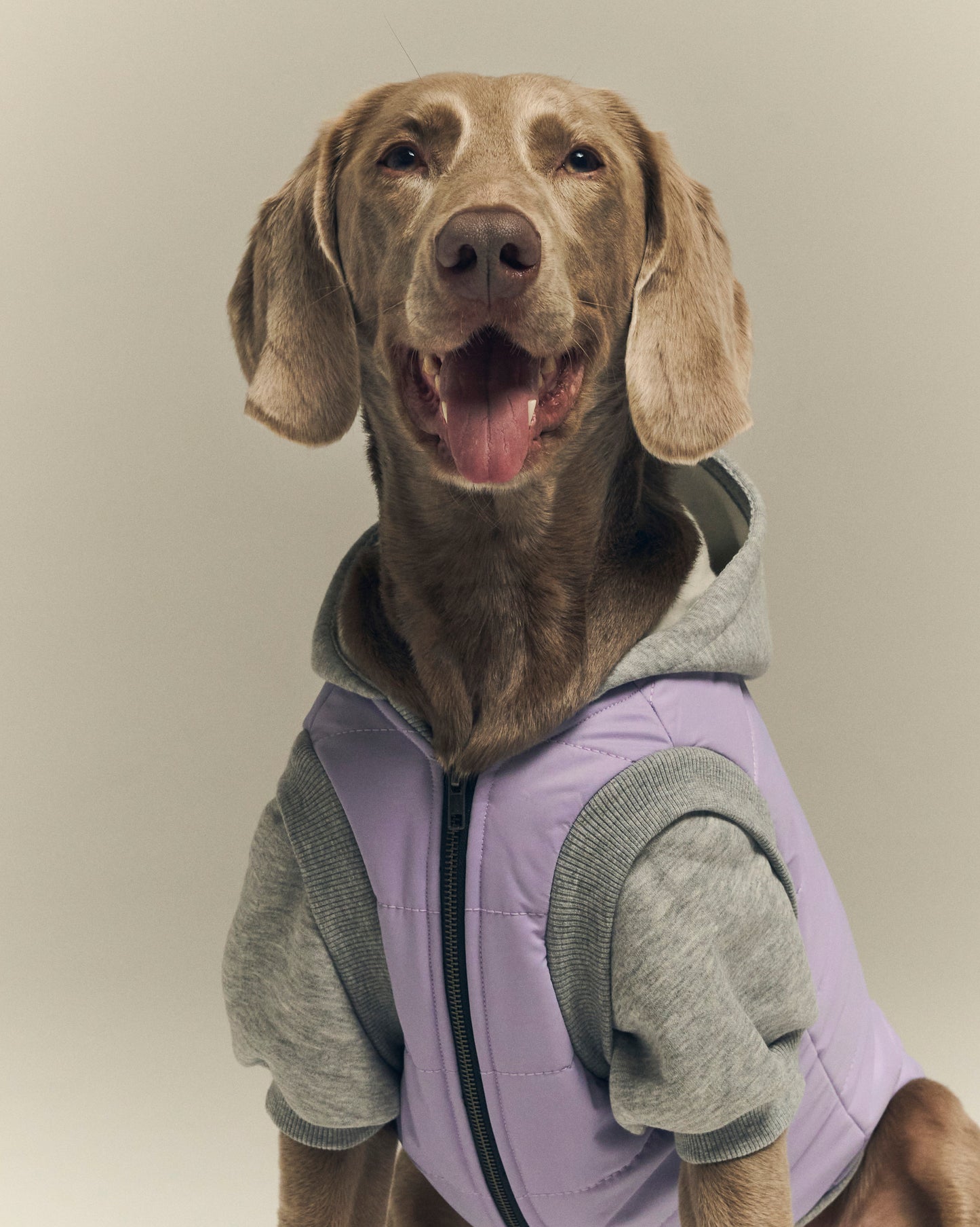 Pet Puffer Mont - Lila