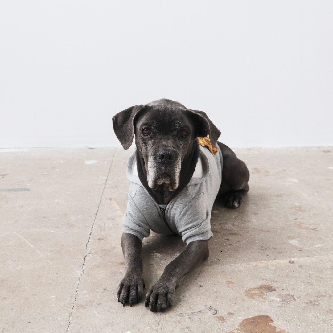 MB: Scott Pet Hoodie Gri