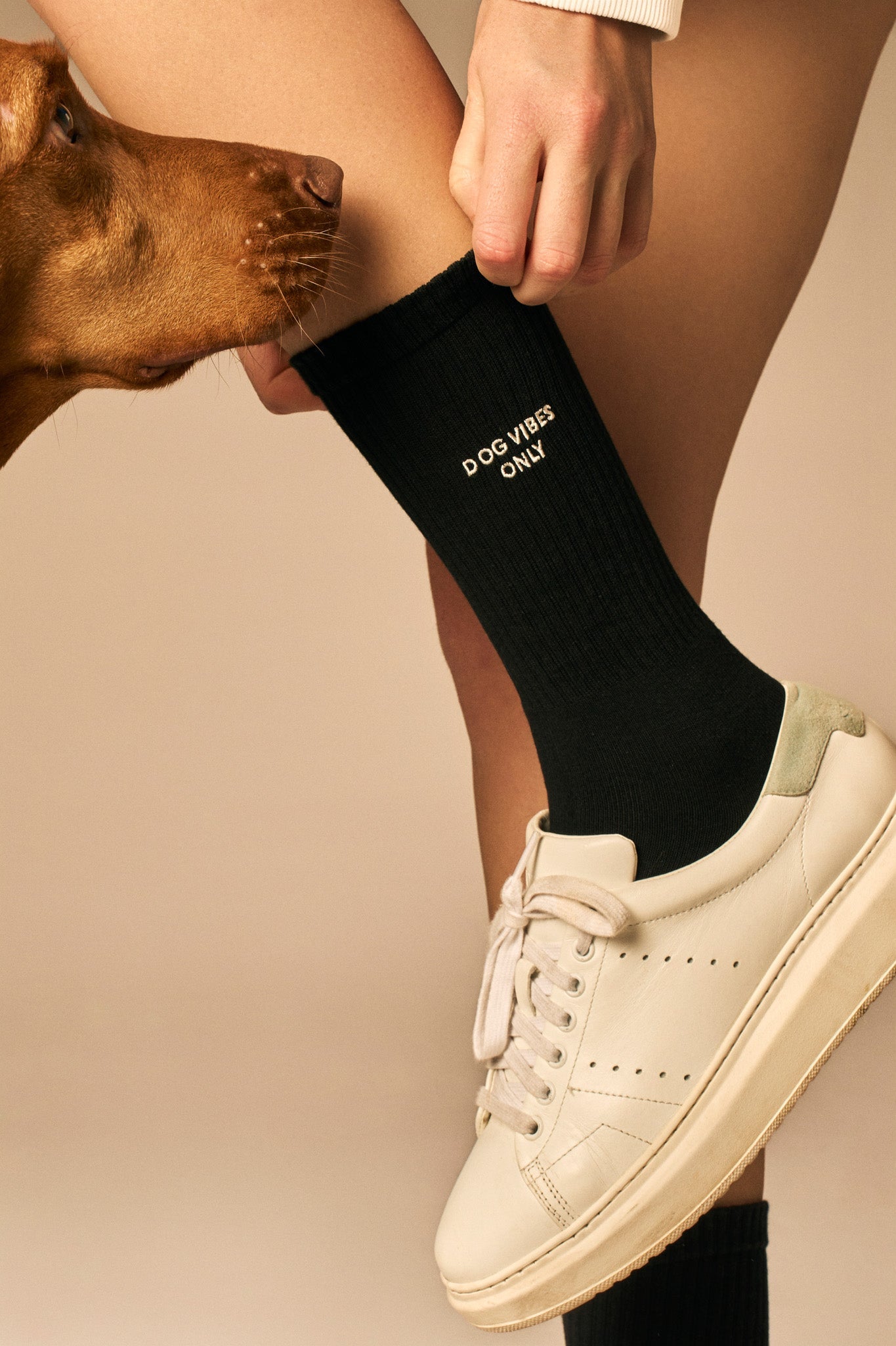 Dog Vibes Only Socks