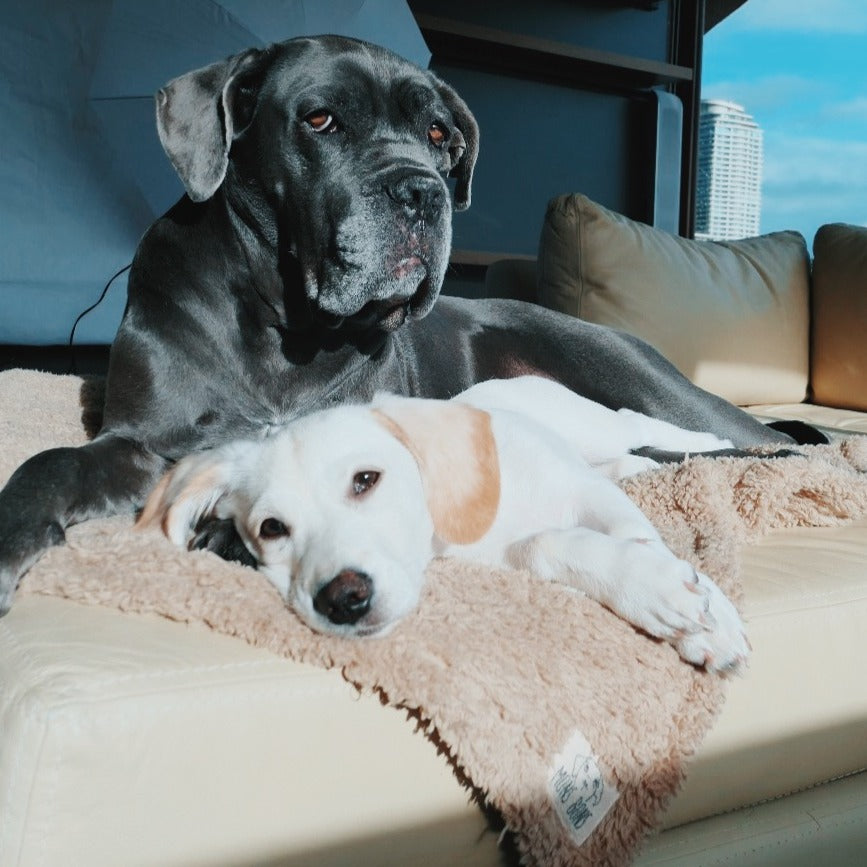 Stress blanket shop for dogs