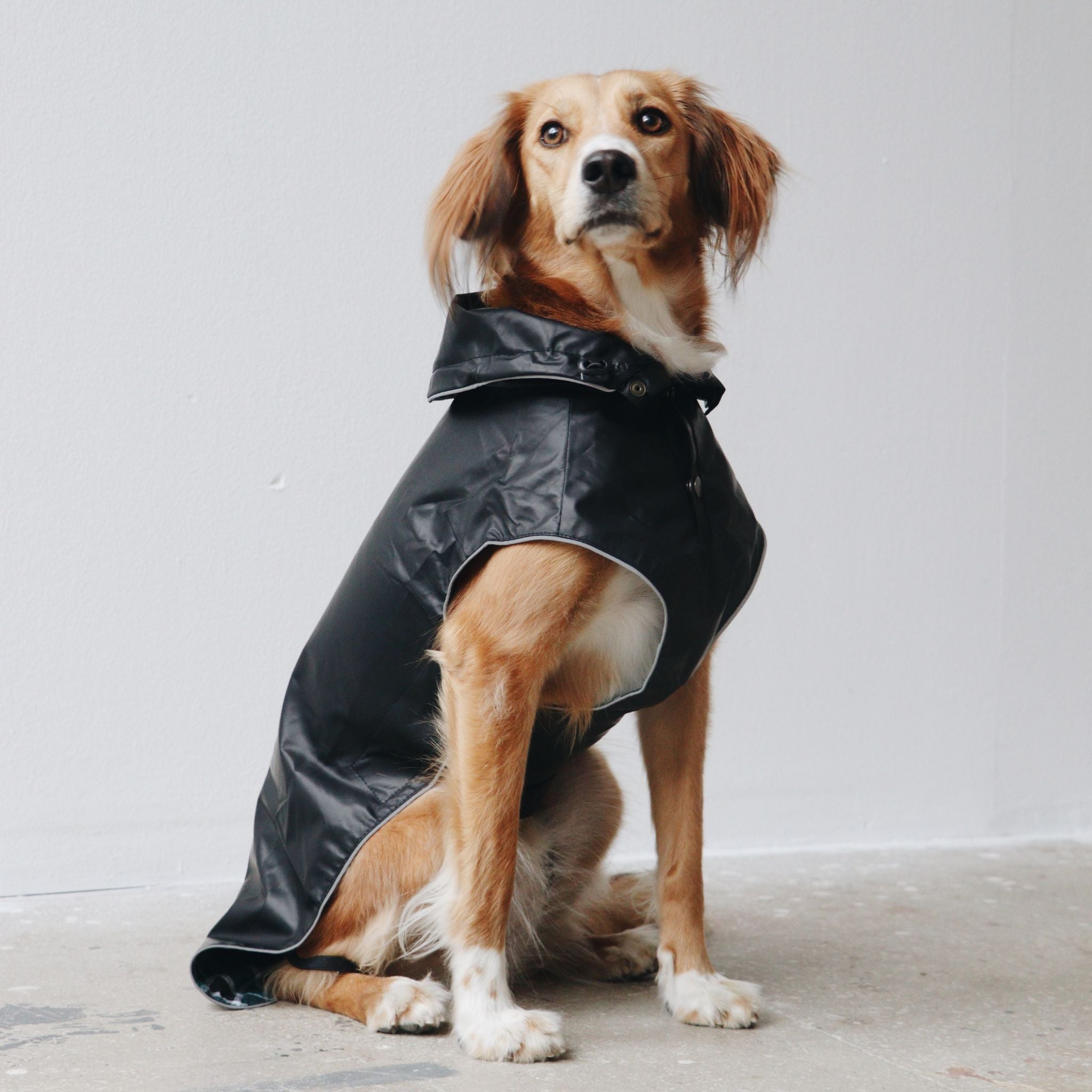 Black sales dog raincoat